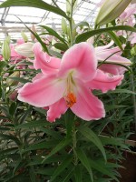 [5249 Queenfish No01.JPG]